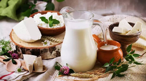 喝乳酸菌牛奶飲料